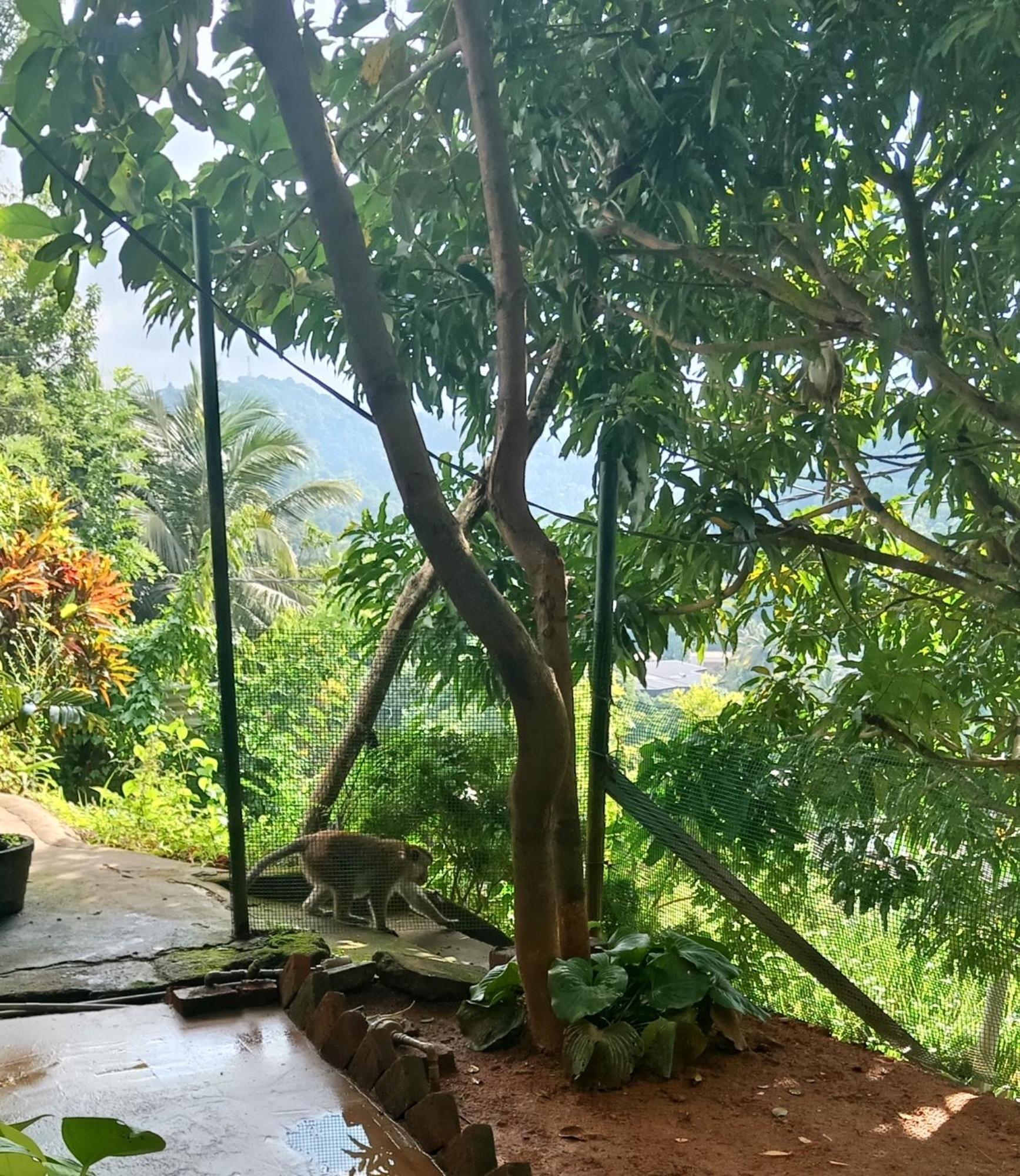 Fly Infinity - Home Stay Kandy Exterior photo